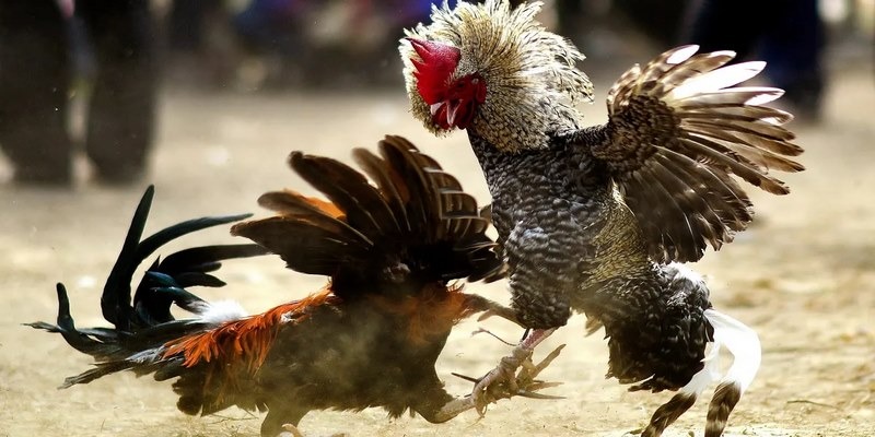 Chuyên mục đá gà 77WIN