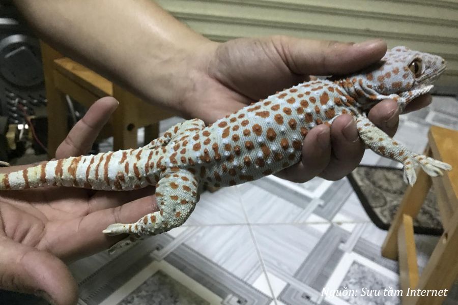 có nên đuổi tắc kè ra khỏi nhà không